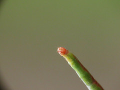 Rhodometra sacraria