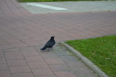 Corvus corone