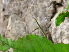 Rhodometra sacraria