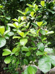 Terminalia amazonia