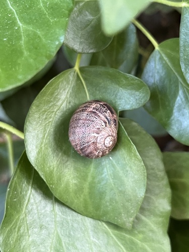 Cornu aspersum