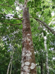 Terminalia amazonia