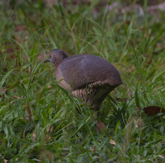 Crypturellus undulatus