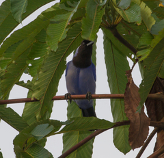 Cyanocorax violaceus
