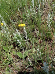 Helichrysum aureonitens