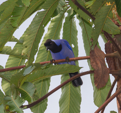 Cyanocorax violaceus