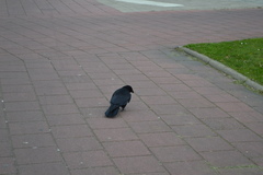 Corvus corone