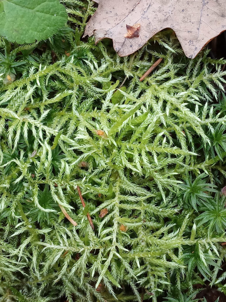 Hair-pointed Feather-moss
