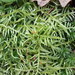 Cirriphyllum piliferum - Photo (c) Eduard Garin, algunos derechos reservados (CC BY-NC), subido por Eduard Garin