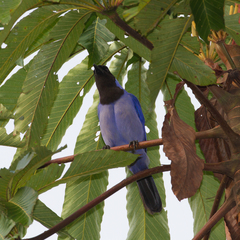 Cyanocorax violaceus