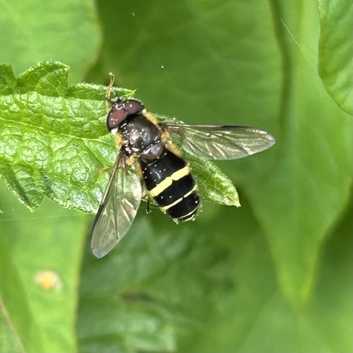 Yellow-girdled Brusheye, A 28, Haren, Groningen, NL, photo 7 of 10
