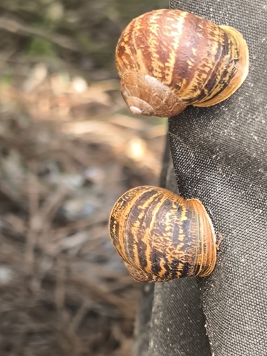 Cornu aspersum