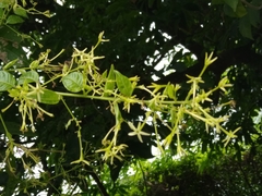 Cestrum reflexum