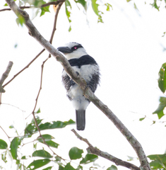 Notharchus hyperrhynchus