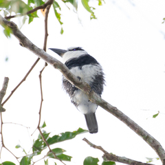 Notharchus hyperrhynchus