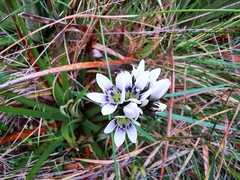 Gentianella corymbosa