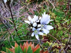 Gentianella corymbosa