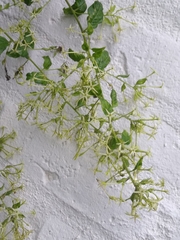 Cestrum reflexum