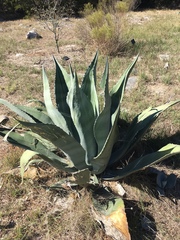 Agave salmiana