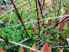 Gentianella corymbosa