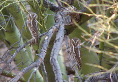 Micrathene whitneyi