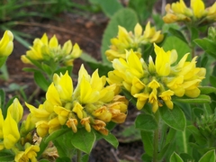 Leobordea foliosa