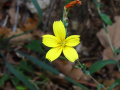 Lactuca viminea chondrilliflora