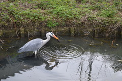 Ardea cinerea