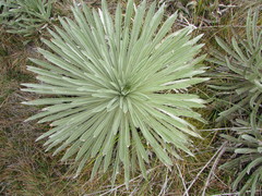 Espeletia argentea