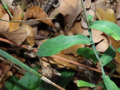 Lactuca viminea chondrilliflora