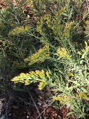 Euthamia gymnospermoides