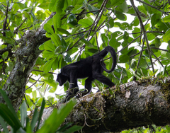 Peruvian Spider Monkey photo 3