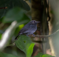 Thamnomanes ardesiacus