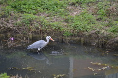Ardea cinerea