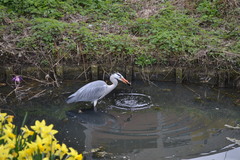 Ardea cinerea