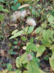 Eurybia furcata