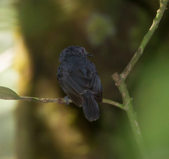 Thamnomanes ardesiacus