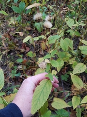 Eurybia furcata