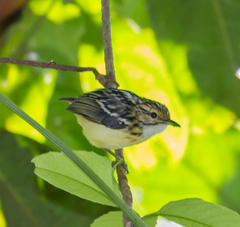 Pygmy Antwren photo 1