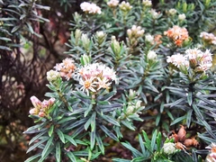 Linochilus rosmarinifolius