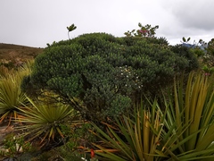 Linochilus rosmarinifolius