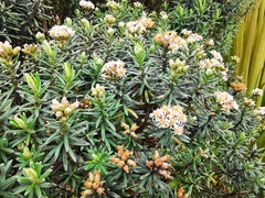 Linochilus rosmarinifolius