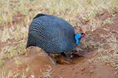 Numida meleagris reichenowi