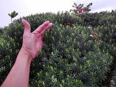 Linochilus rosmarinifolius