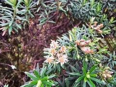 Linochilus rosmarinifolius