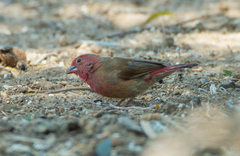 Lagonosticta senegala rendalli