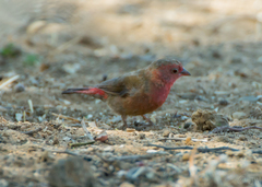 Lagonosticta senegala rendalli