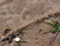 Neoscapteriscus borellii