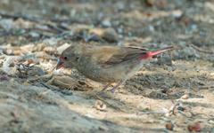 Lagonosticta senegala rendalli