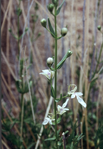 sticky germander (Teucrium glandulosum)
